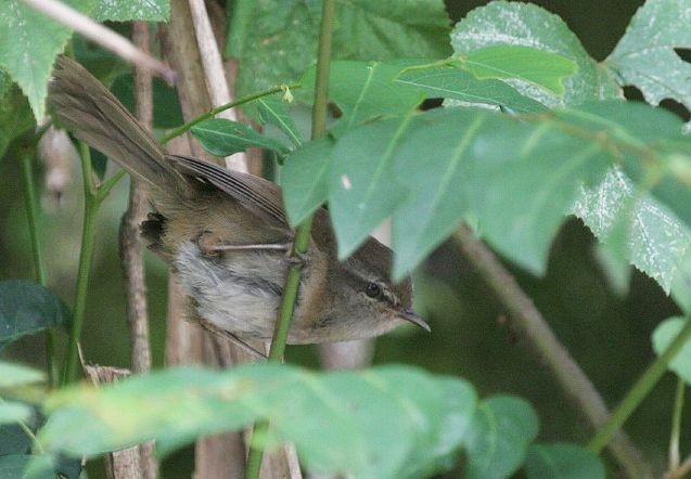 Aberrant Bush Warbler (Sunda) - ML379258701