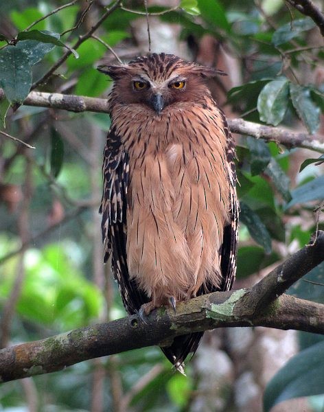 Buffy Fish-Owl - ML379258731