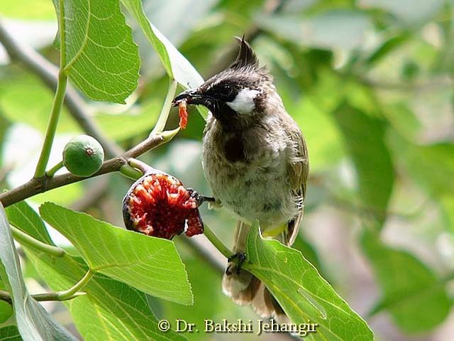 Himalayan Bulbul - ML379258751