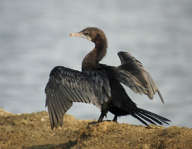 Little Cormorant - ML379258831