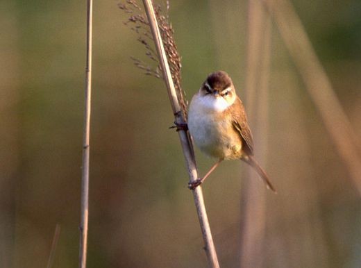 Manchurian Reed Warbler - ML379258881