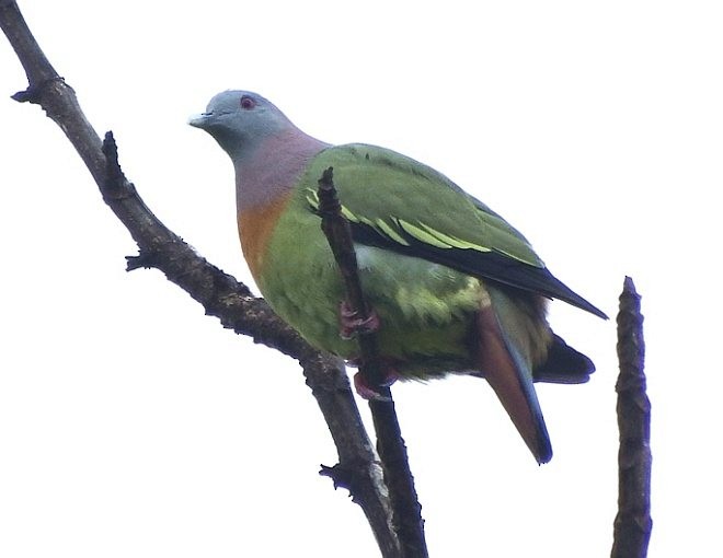 Pink-necked Green-Pigeon - ML379259171