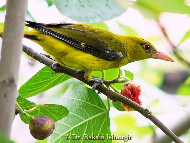 Indian Golden Oriole - ML379259221