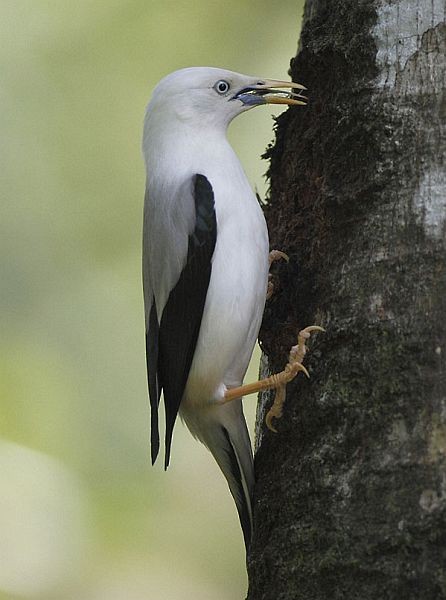 White-headed Starling - Niranjan Sant