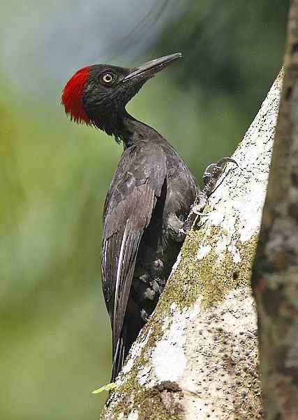 Andaman Woodpecker - Niranjan Sant