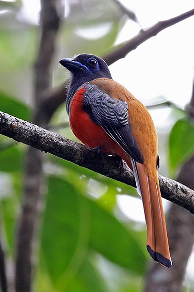 Malabar Trogon - ML379259741