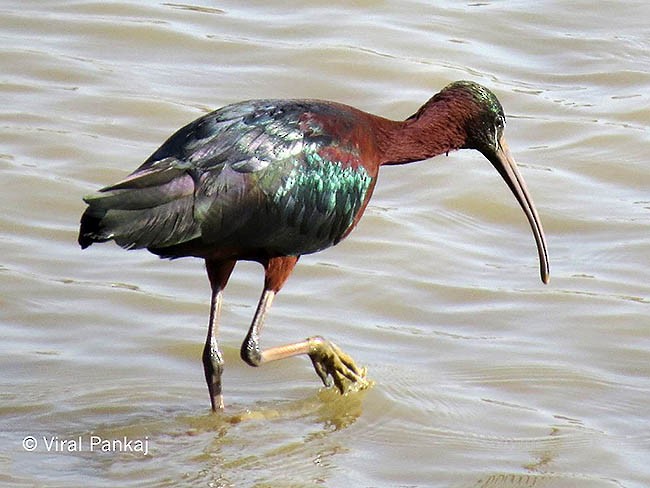 Glossy Ibis - ML379260361