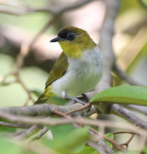 Togian White-eye - ML379260671