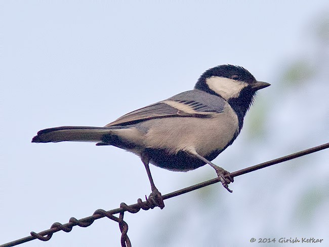 Asian Tit (Cinereous) - ML379260761
