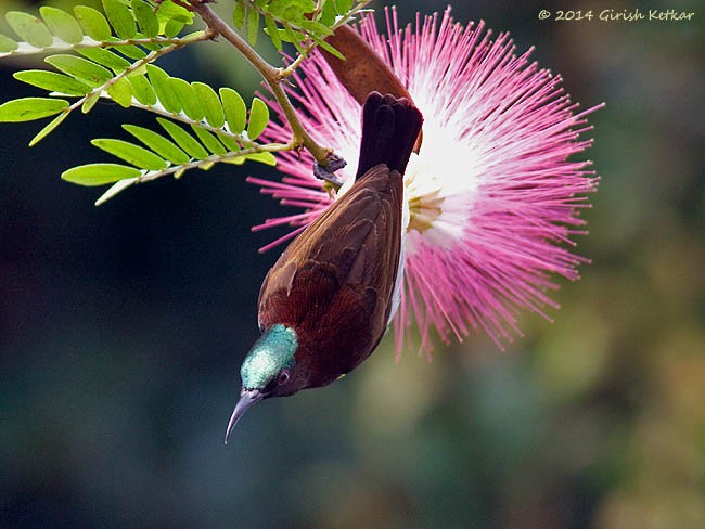 Purple-rumped Sunbird - ML379260801