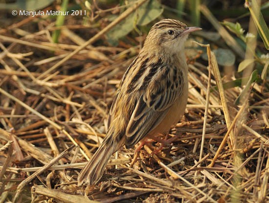 Zitting Cisticola (Western) - ML379260861