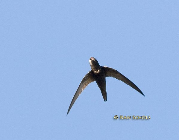 Common Swift - ML379260901