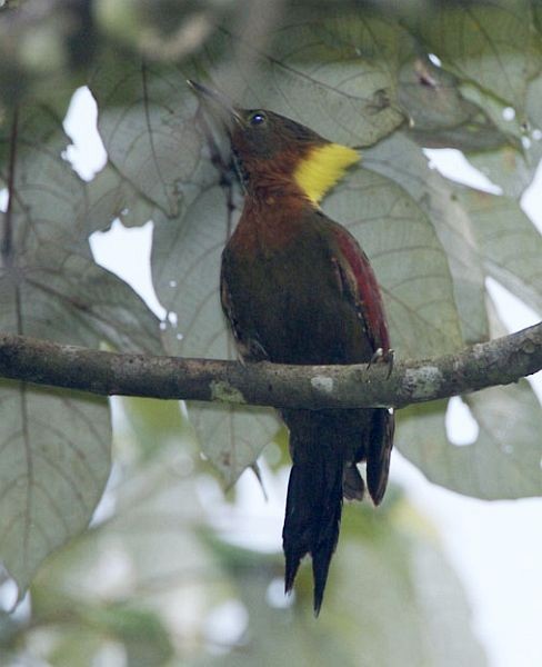 Checker-throated Woodpecker (Checker-throated) - Lip Kee Yap