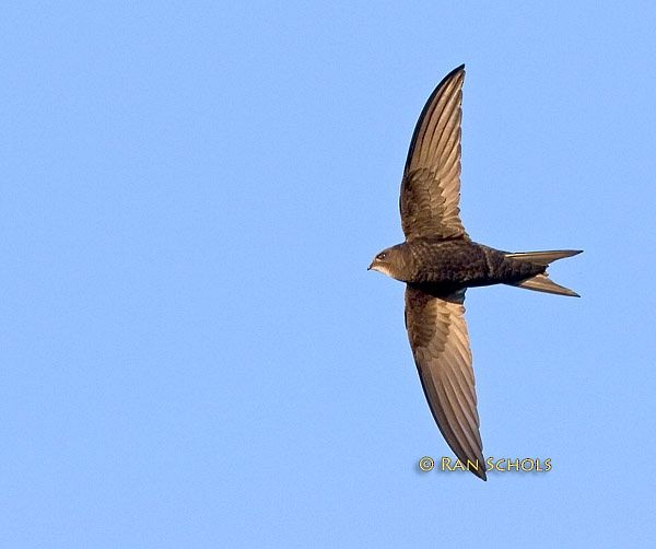 Common Swift - ML379260961
