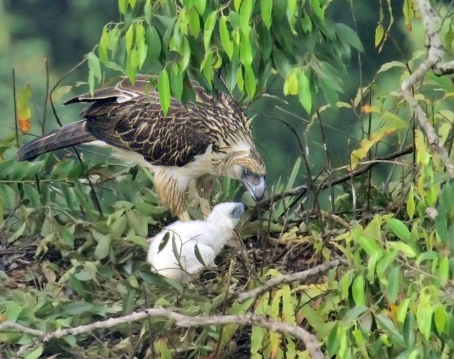 Philippine Eagle - ML379261051