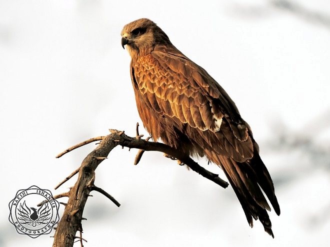 Black Kite (Black-eared) - ML379261151