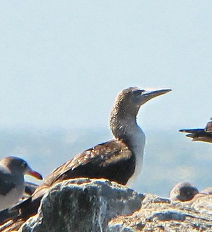 Blue-footed Booby - ML37926141