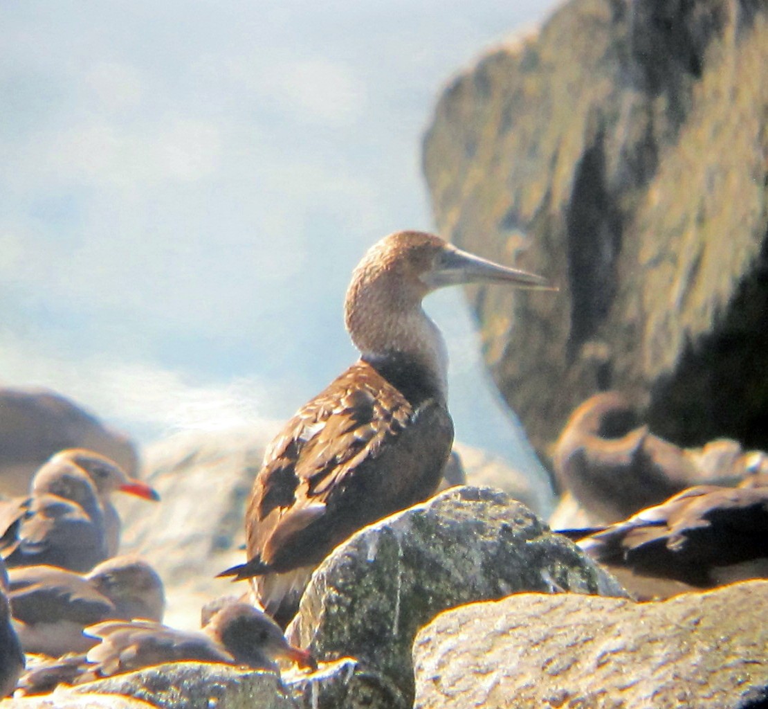 Blue-footed Booby - ML37926151