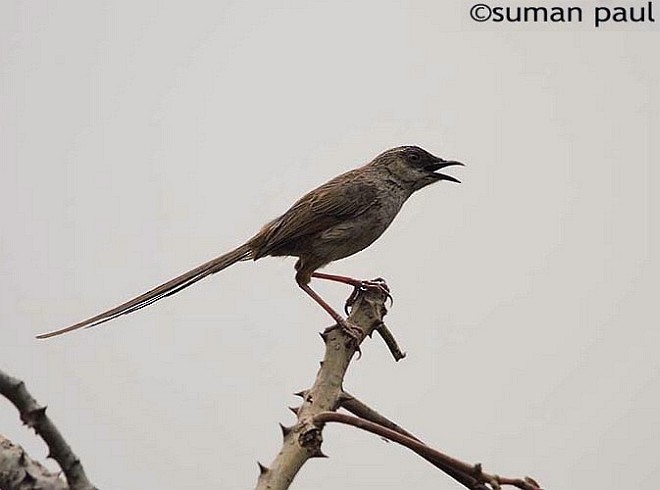 Himalayan Prinia - ML379261541