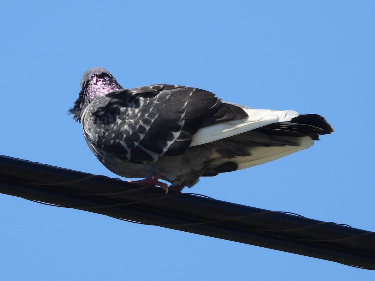 Rock Pigeon (Feral Pigeon) - ML379262731