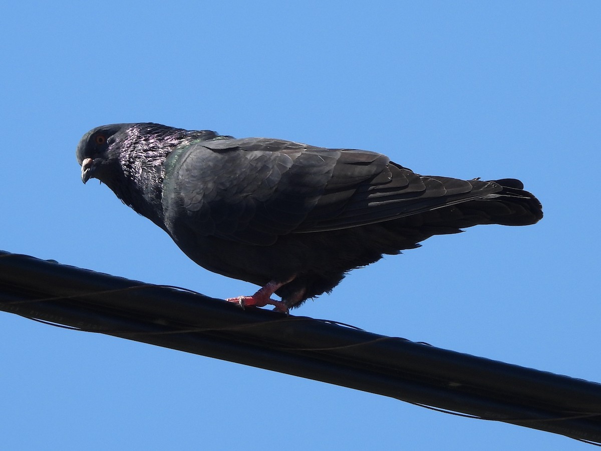 Rock Pigeon (Feral Pigeon) - ML379262801