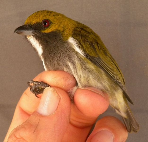 Olive-backed Flowerpecker - ML379262981