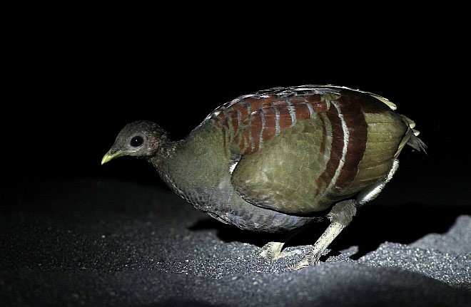 Moluccan Megapode - ML379263291