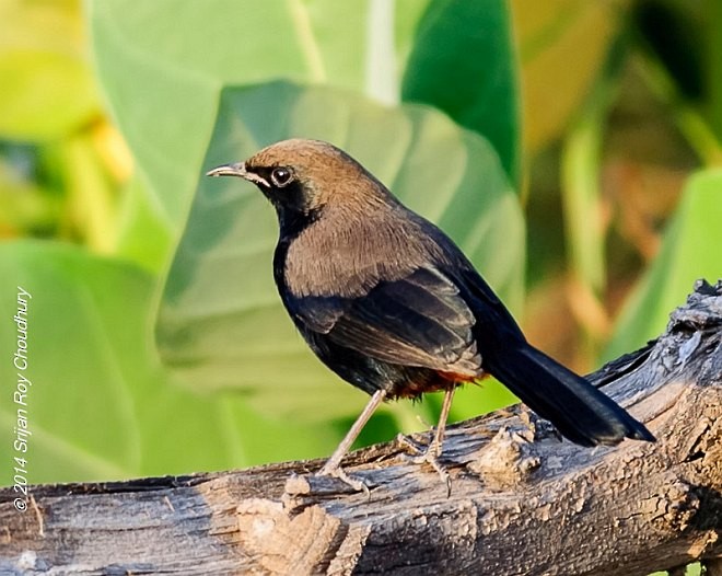 Indian Robin - ML379263431