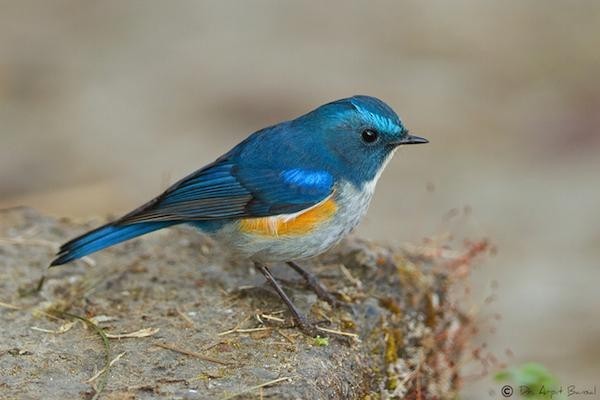 Himalayan Bluetail - ML379263591