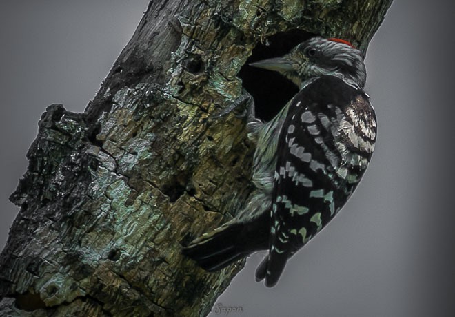 Gray-capped Pygmy Woodpecker - SAPON BARUAH