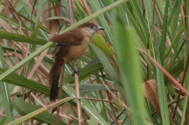 Slender-billed Babbler - ML379264011