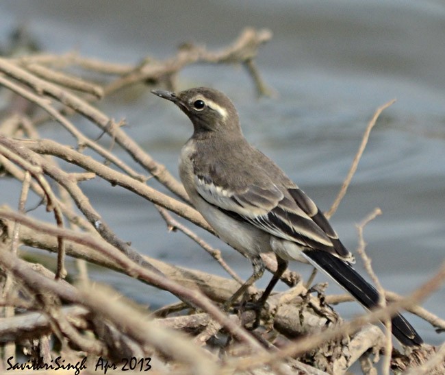 White-browed Wagtail - ML379264231