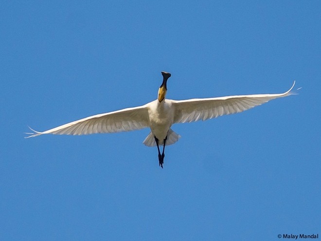 כפן - ML379264331