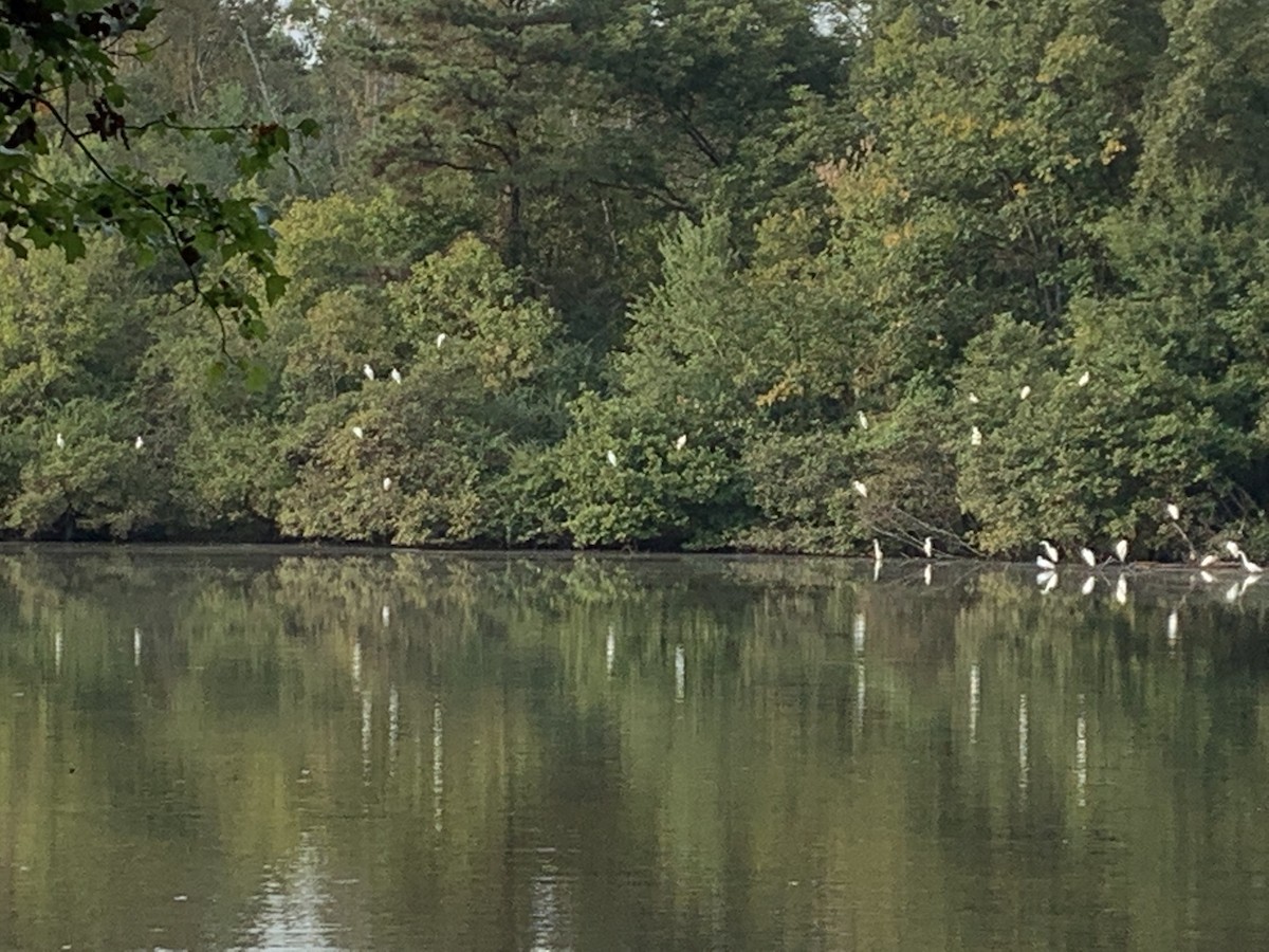 Great Egret - ML379264411