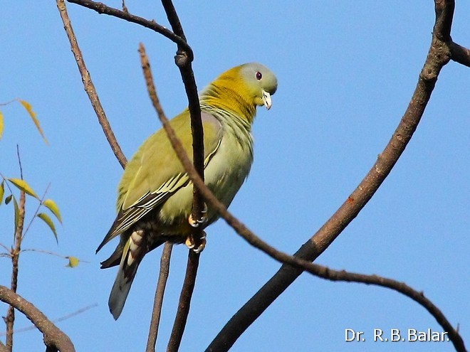 Yellow-footed Green-Pigeon - ML379264801