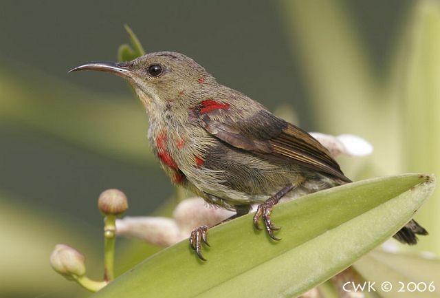 Crimson Sunbird (Crimson) - ML379264841