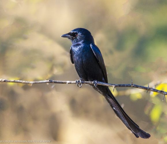 Drongo royal - ML379264921