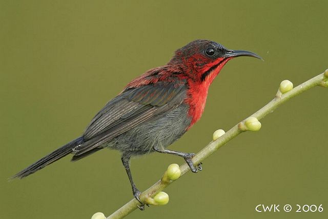 Crimson Sunbird (Crimson) - ML379264961