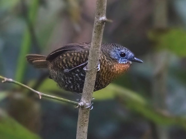 Rufous-throated Wren-Babbler - ML379265311