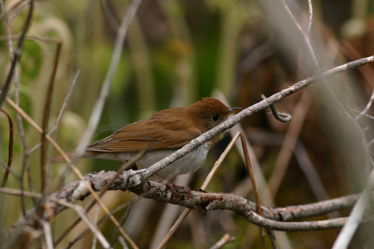 Veery - ML379265411