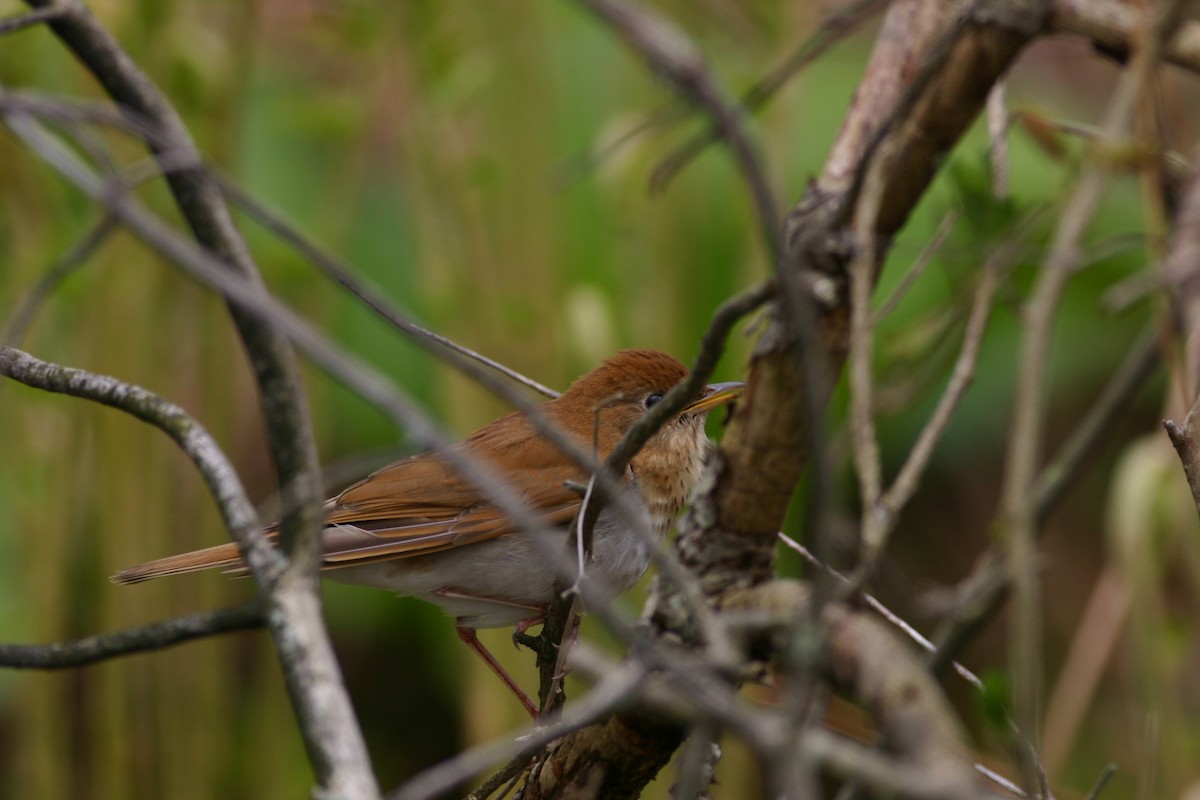 Veery - ML379265421