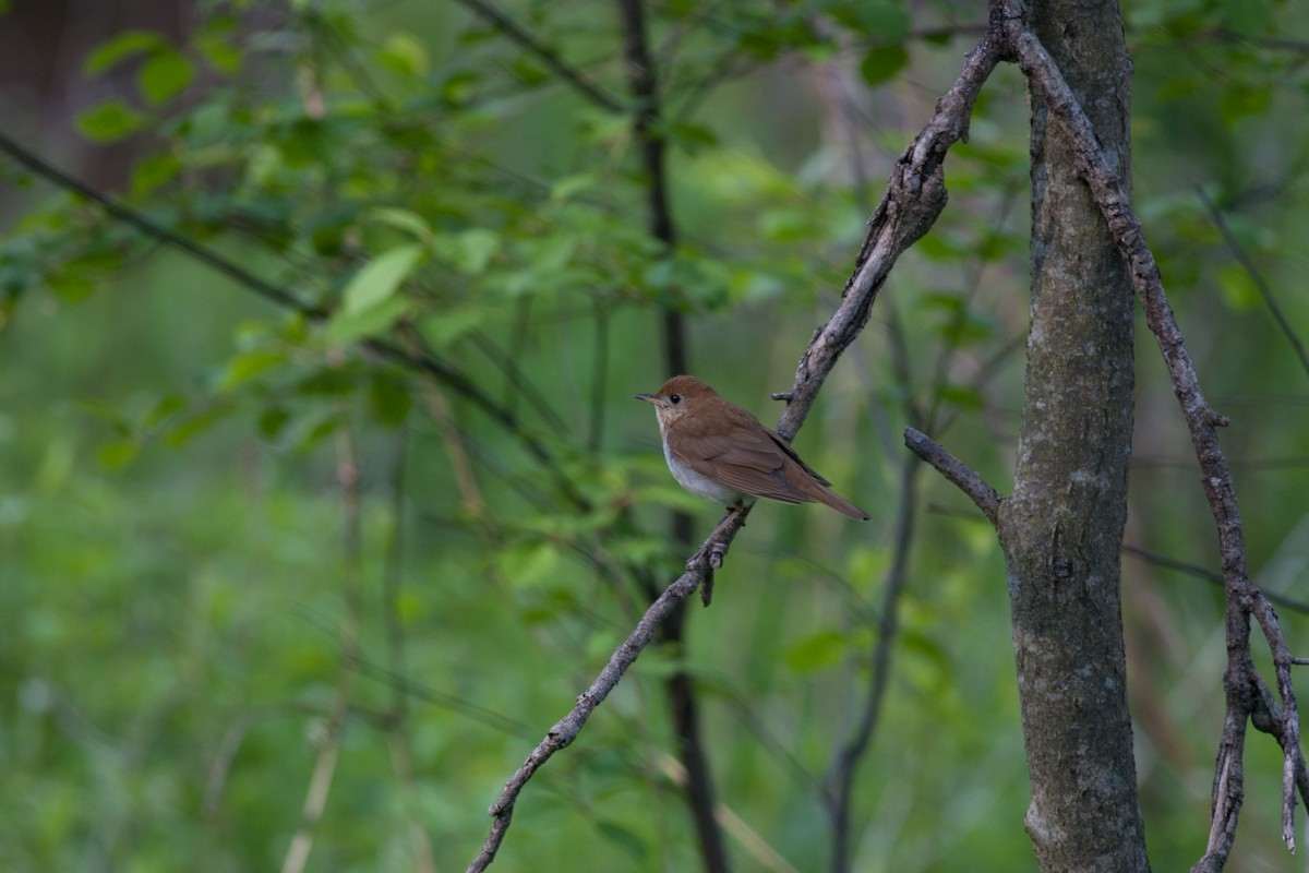 Veery - ML379265431