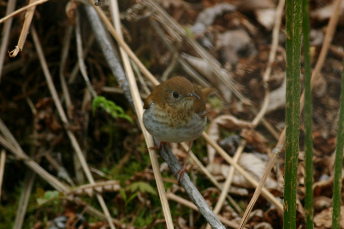 Weidenmusendrossel - ML379265451