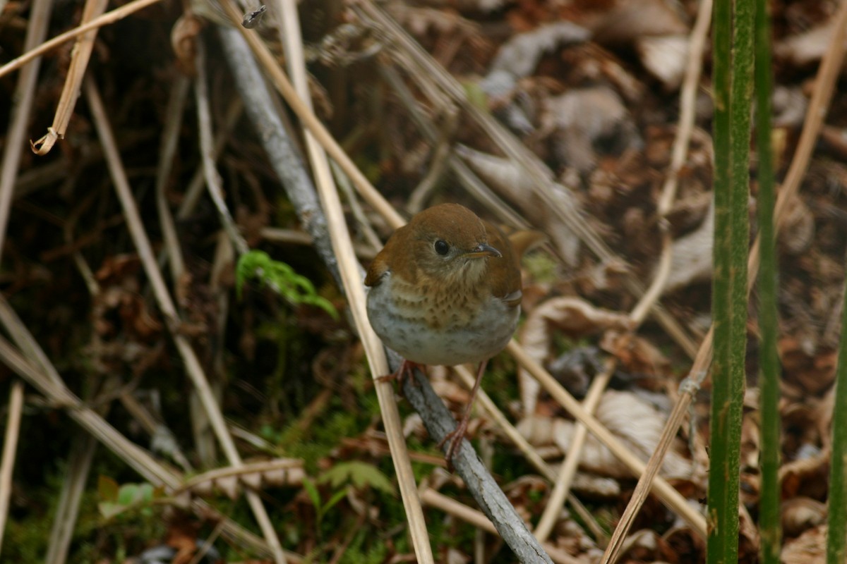 Weidenmusendrossel - ML379265461