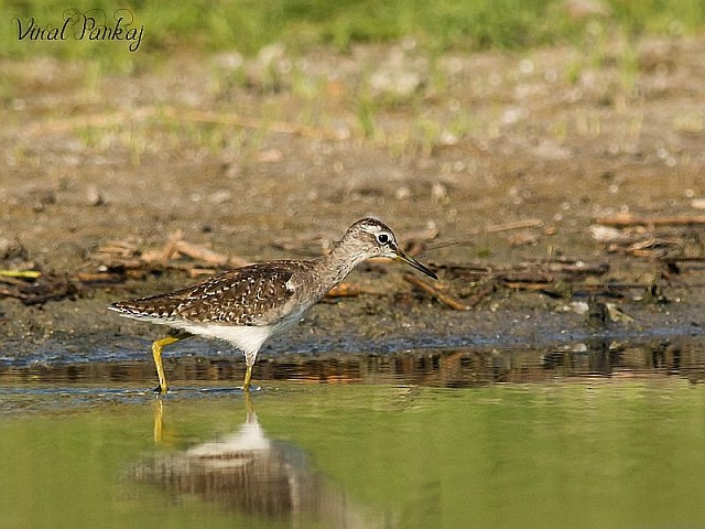 Wood Sandpiper - ML379265521