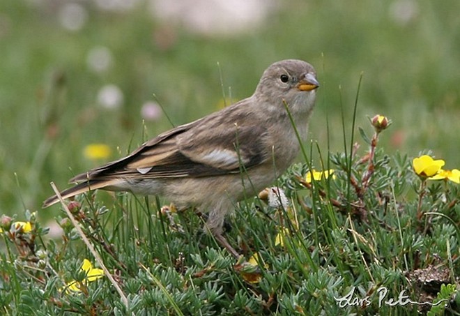 Black-winged Snowfinch - ML379265661