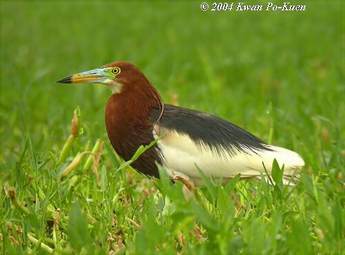Chinese Pond-Heron - ML379266131