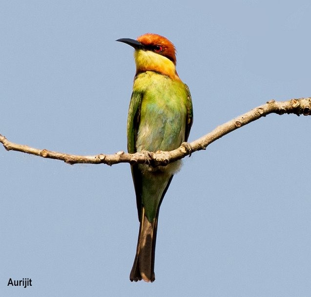 Chestnut-headed Bee-eater - ML379266611