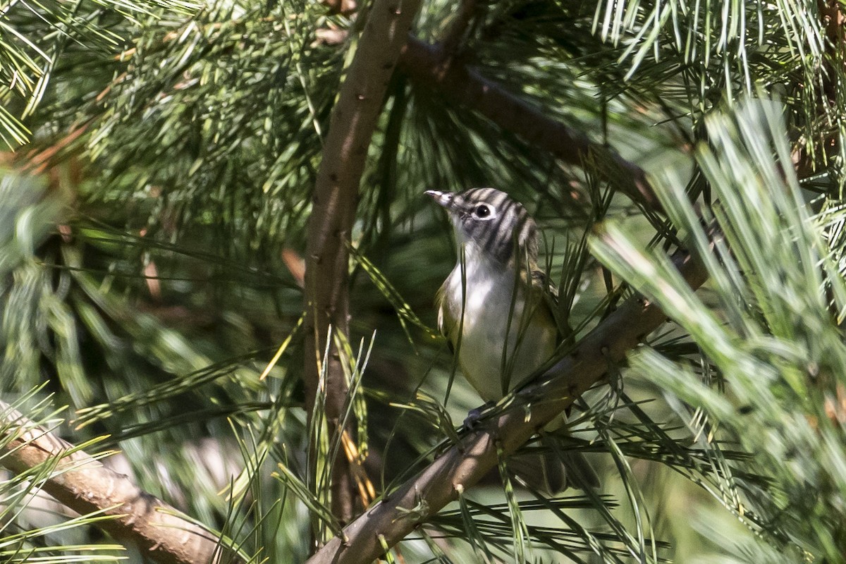 Blue-headed Vireo - ML379267671