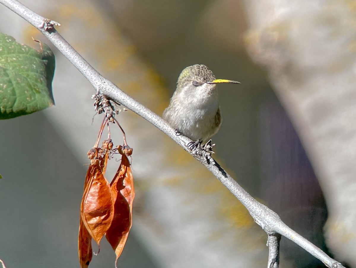 Costa's Hummingbird - ML379267831